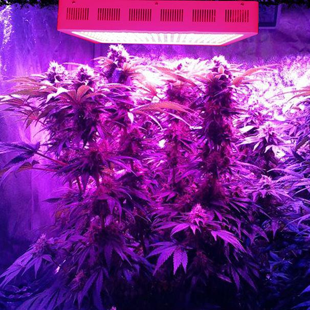 Full spectrum 300w LED Grow Light For Growing Marijuana