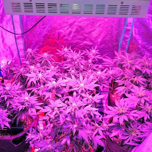 300W LED Greenhouse Growing Lights Perth