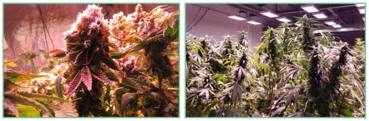900W Cree COB LED Grow Light For Indoor Growing Marijuana