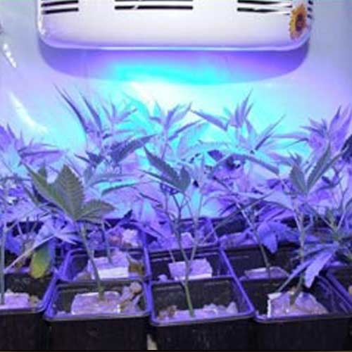 All Blue Spectrum 90W UFO LED Grow Light Australia