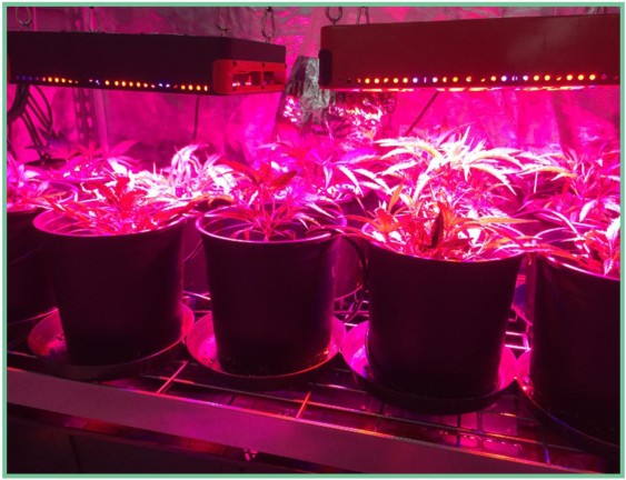 Apollo 6 Plus Hydroponics Indoor Marijuana Plants Grow Light